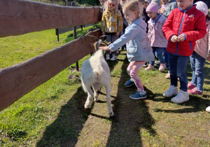 Dzieci w Mini Zoo, dziewczynka głaszcze kozę
