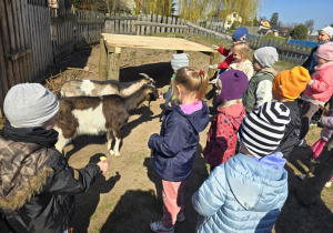 Dzieci w mini zoo z kózkami