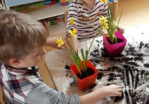 Dwoje dzieci przy stoliku dosypuje ziemi do doniczek po wsadzeniu do nich mini żonkili