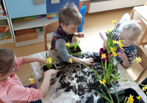 Troje dzieci przy stoliku sadzi mini żonkile do kolorowych doniczek