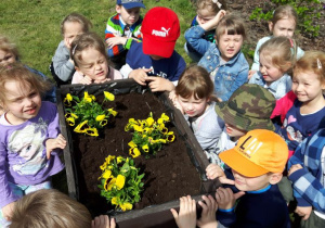 Zdjęcie grupowe Kangurków z posadzonymi żółtymi bratkami w gazonie