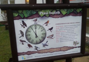 Ptasi budzik