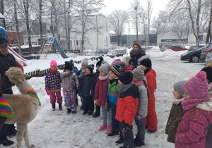 Zdjęcie grupowe dzieci z grupy Jabłuszka z alpakami