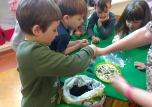 Dzieci nakładają ziemię do torebek foliowych pod uprawę fasoli