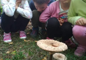 Dzieci oglądają grzybki