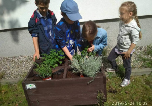 Dzieci podczas warsztatów w Ogródku dydaktycznym, układają doniczki z ziołami w gazonach, szykują się do ich zasadzenia