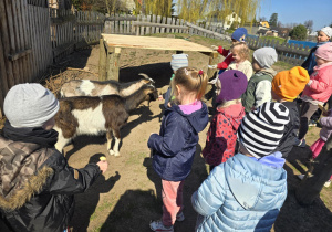 Dzieci w mini zoo z kózkami