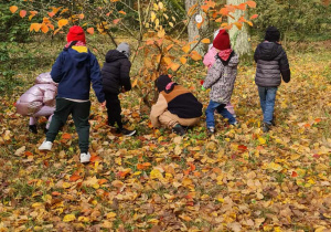 Jabłuszka zbierają liście w kolorach jesieni