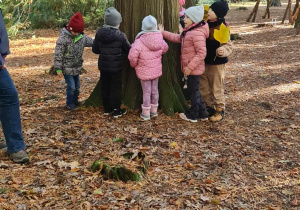 Jabłuszka dotykają kory drzewa