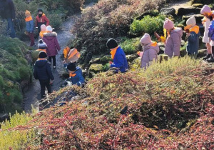 Niedźwiadki idą wśród skalniaków