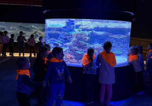 Dzieci oglądają koralowce