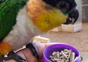 Papuga zjada ziarno siedząc na dłoni