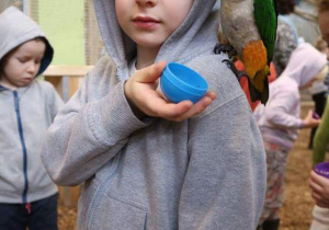 Chłopiec z papugą na ramieniu, trzyma w ręku pojemniczek z ziarenkami