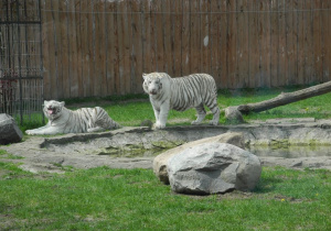 Dwa białe tygrysy na swwoim wybiegu