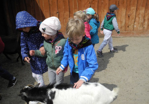 Dzieci z kozą