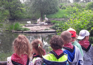Dzieci oglądają pelikany na wybiegu